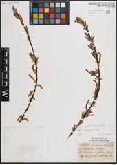 Foto von Salix eleagnos Scop.
